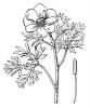 Paeonia officinalis subsp. microcarpa - Hippolyte Coste - Flore descriptive et illustrée de la 
France, de la Corse et des contrées limitrophes, 1901-1906 - This image is in 
public domain because its copyright has expired.