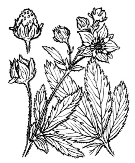 Potentilla palustris (L.) Scop.