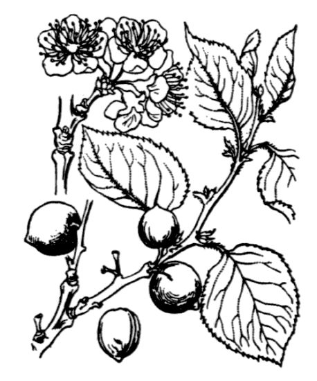 Prunus brigantina Vill.
