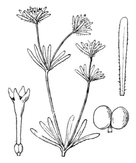 Asperula arvensis L.