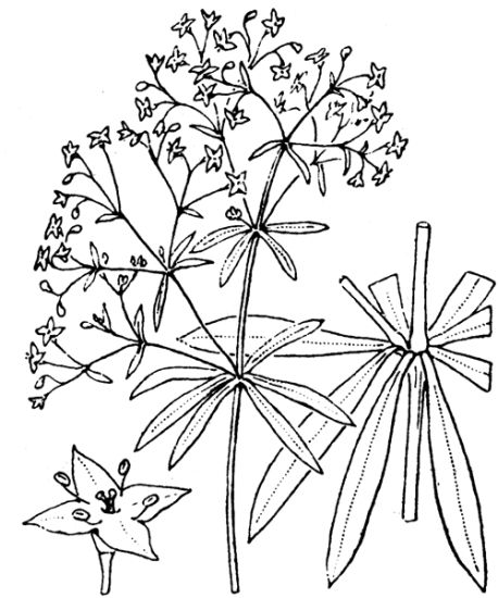 Galium sylvaticum L.