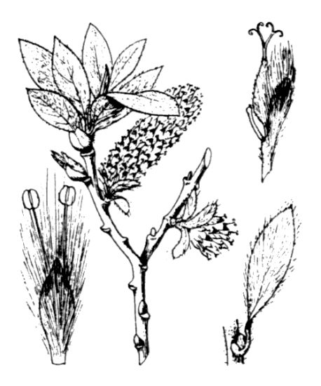 Salix helvetica Vill.