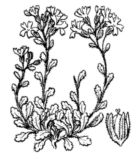 Erinus alpinus L.