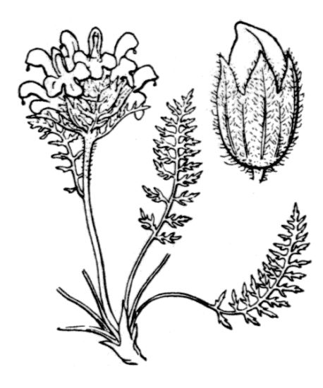 Pedicularis rosea subsp. allionii (Rchb. f.) E. Mayer