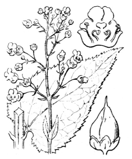 Scrophularia nodosa L.
