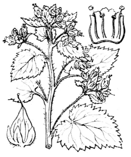 Scrophularia vernalis L.