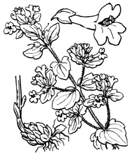 Tozzia alpina L.