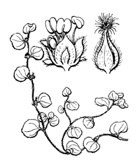 Soleirolia soleirolii (Req.) Dandy