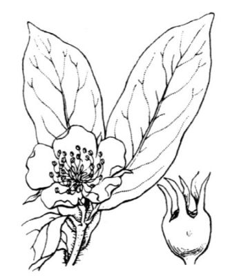 Mespilus germanica