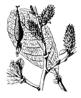 Salix appendiculata Vill. 