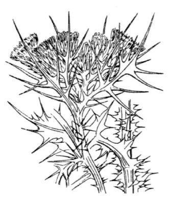 Carduus cephalanthus -