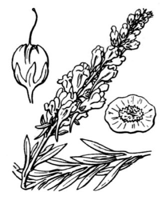 Linaria angustissima