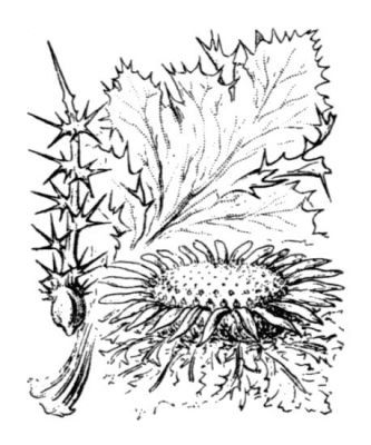 Carlina acanthifolia - 