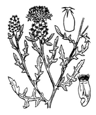 Centaurea aspera