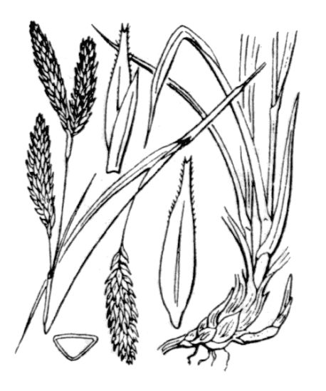 Carex frigida All.