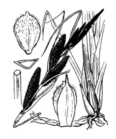 Carex hispida Willd.
