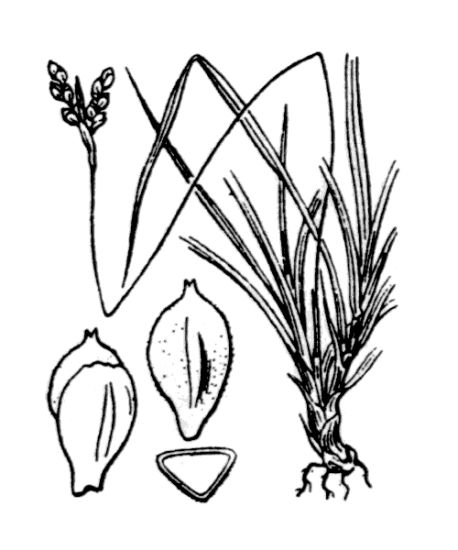 Carex ornithopoda Willd.
