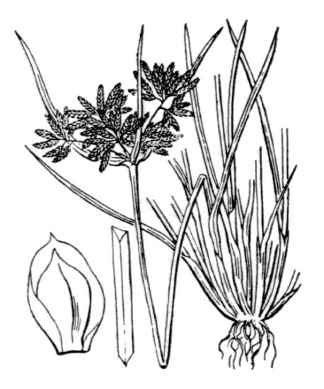 Cyperus fuscus L.