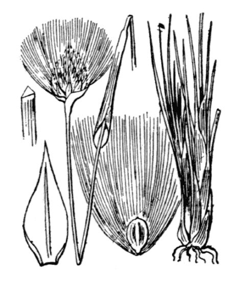Eriophorum vaginatum L.