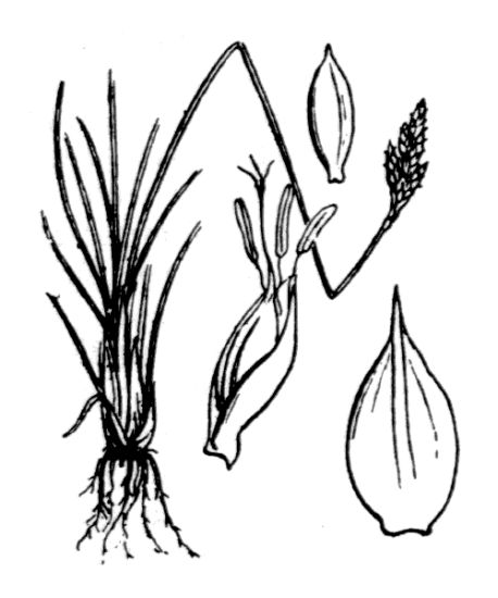Kobresia simpliciuscula (Wahlenb.) Mack.
