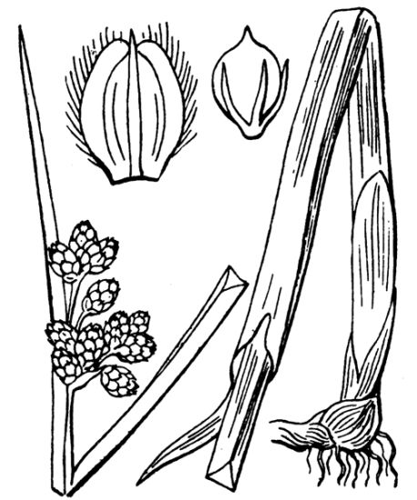 Schoenoplectus triqueter (L.) Palla