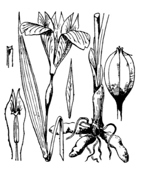 Iris tuberosa L.