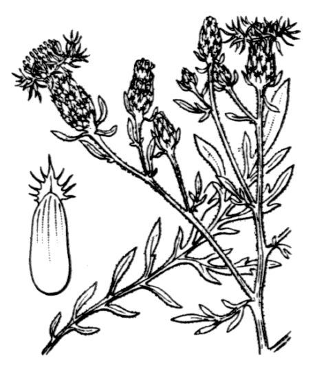 Centaurea paniculata L.
