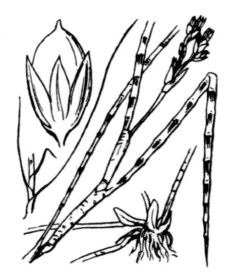 Juncus heterophyllus Dufour