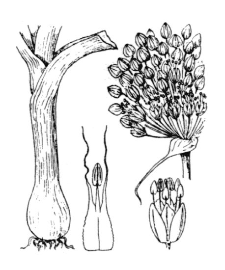 Allium porrum