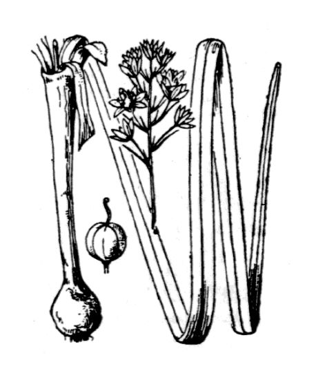 Hyacinthoides italica (L.) Rothm.