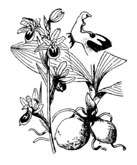 Ophrys litigiosa E.G.Camus