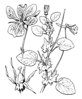 Viola cornuta - 