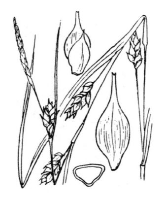Carex depauperata - 