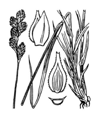 Carex lachenalii Schkuhr 