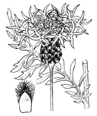 Centaurea scabiosa