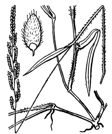 Brachiaria eruciformis (Sm.) Griseb.
