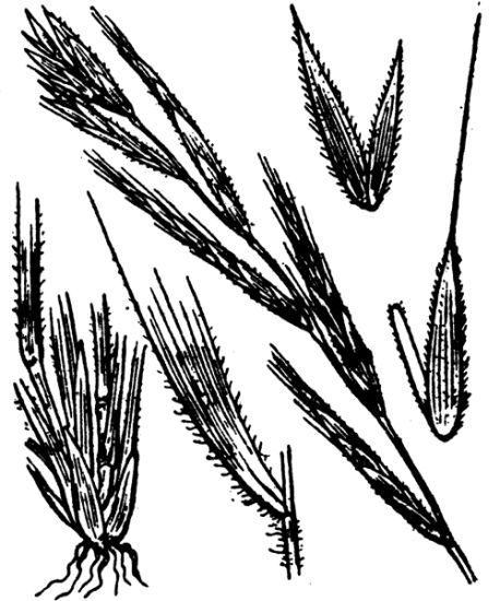 Brachypodium sylvaticum (Huds.) P. Beauv.