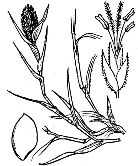 Crypsis schoenoides (L.) Lam.