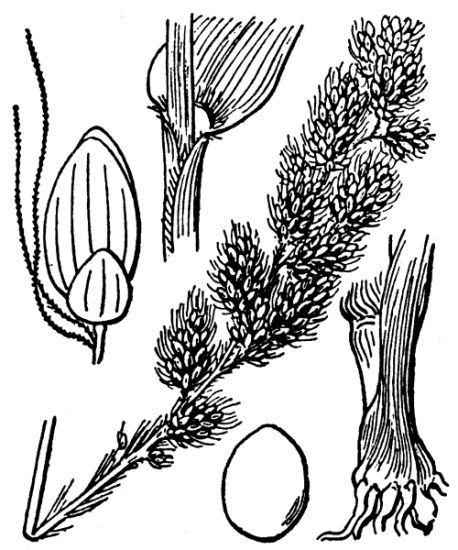 Setaria italica (L.) P. Beauv.