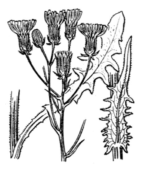 Crepis nicaeensis Pers.