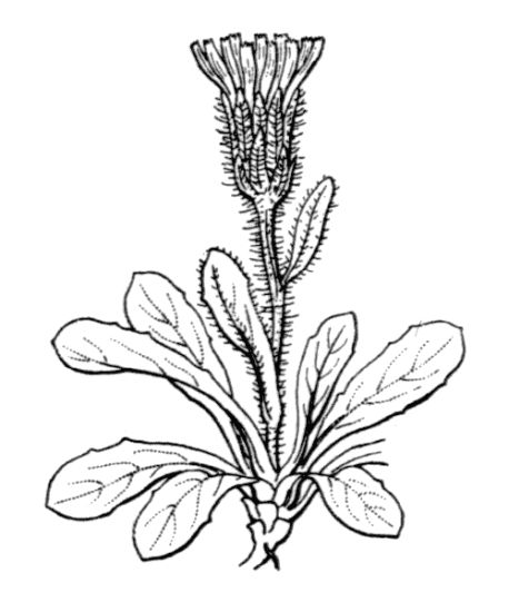 Crepis rhaetica Hegetschw.