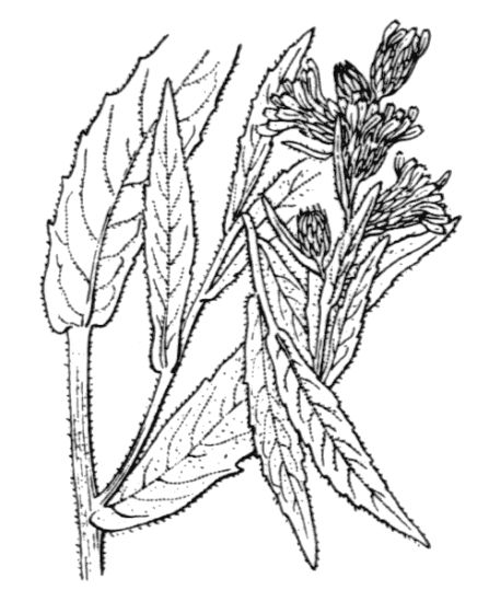 Dittrichia viscosa (L.) Greuter