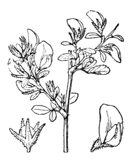 Ononis spinosa subsp. maritima (Dumort.) P. Fourn.