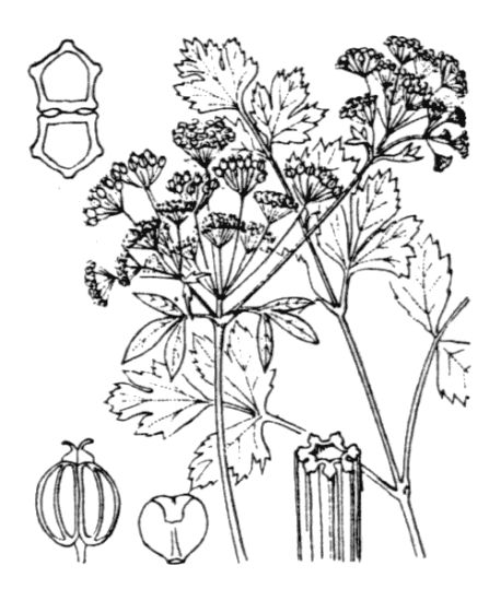 Apium graveolens L.