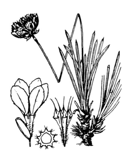 Armeria leucocephala Salzm. & Koch
