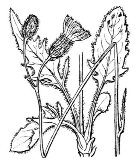 Hieracium caesioides Arv.-Touv.