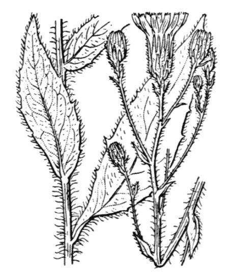 Hieracium sabaudum L.