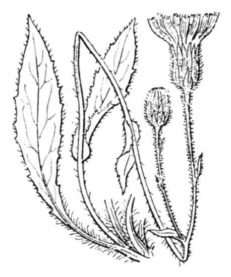 Hieracium juranum Rapin