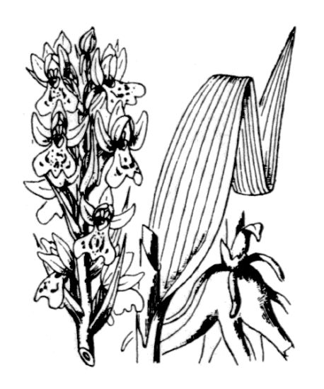 Dactylorhiza incarnata (L.) SoÃ³ subsp. incarnata