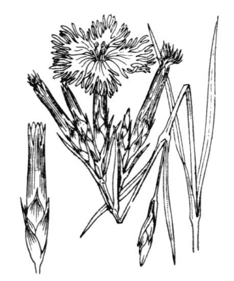 Dianthus hyssopifolius L.